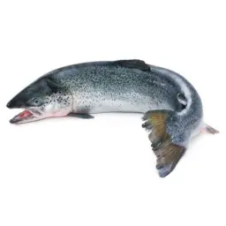 Salmon Fish